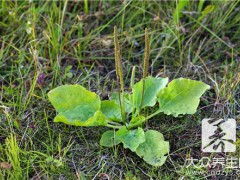 夏天常吃這些野菜
